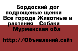 Бордоский дог подрощеные щенки.  - Все города Животные и растения » Собаки   . Мурманская обл.